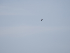 Chroicocephalus maculipennis