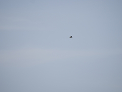 Chroicocephalus maculipennis