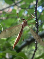 Tipula fulvipennis