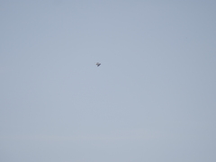 Chroicocephalus maculipennis