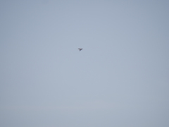 Chroicocephalus maculipennis