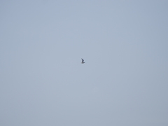 Chroicocephalus maculipennis