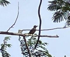 Melanerpes rubricapillus