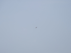 Chroicocephalus maculipennis