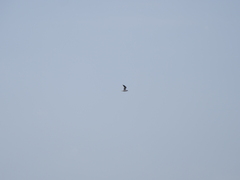 Chroicocephalus maculipennis