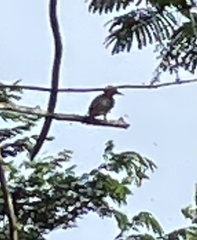 Melanerpes rubricapillus