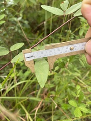 Desmodium laevigatum