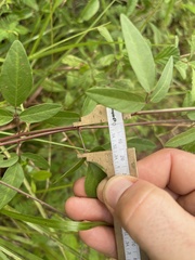 Desmodium laevigatum