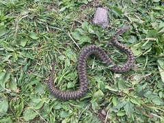 Vipera berus marasso