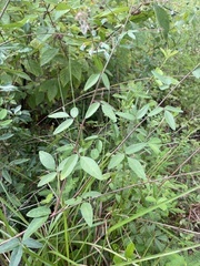 Desmodium laevigatum