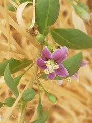 Lycium barbarum