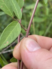 Desmodium laevigatum