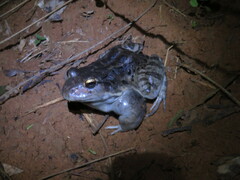 Leptodactylus vastus