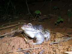 Leptodactylus vastus