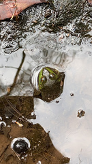 Lithobates catesbeianus