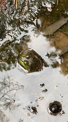 Lithobates catesbeianus