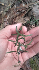 Galium uniflorum