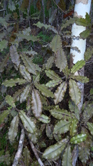 Quintinia serrata
