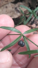 Galium uniflorum