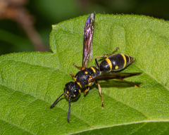Parancistrocerus pedestris