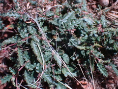 Hermannia coccocarpa