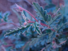 Hermannia coccocarpa