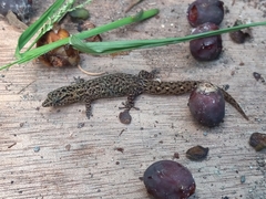 Sphaerodactylus