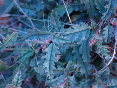 Hermannia coccocarpa