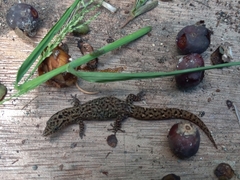 Sphaerodactylus