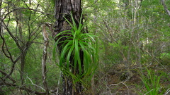 Dracophyllum elegantissimum
