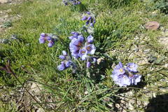 Polemonium boreale