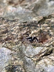 Delphax crassicornis