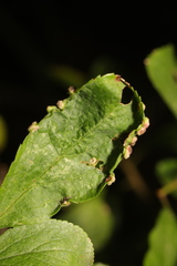 Eriophyes similis