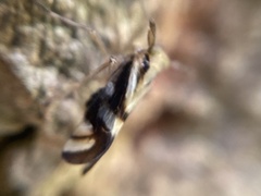 Delphax crassicornis