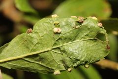 Eriophyes similis