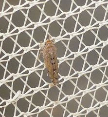 Osbornellus auronitens