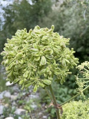 Angelica scabrida