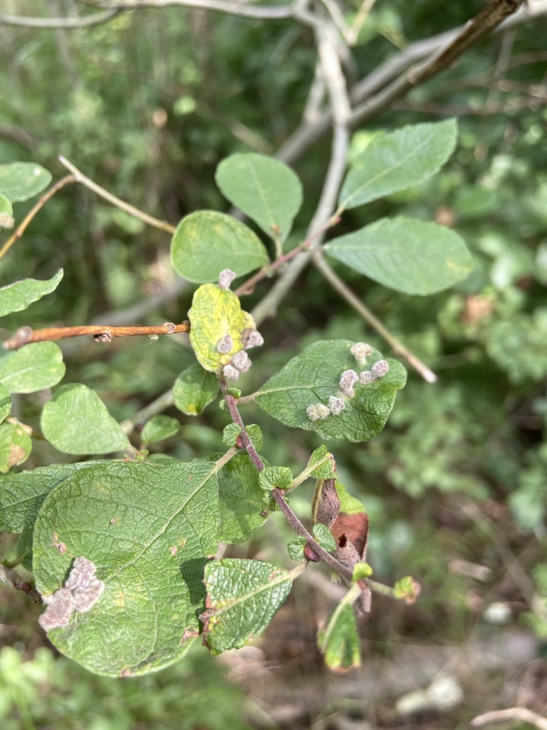 Aceria iteina