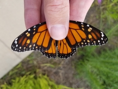 Danaus plexippus