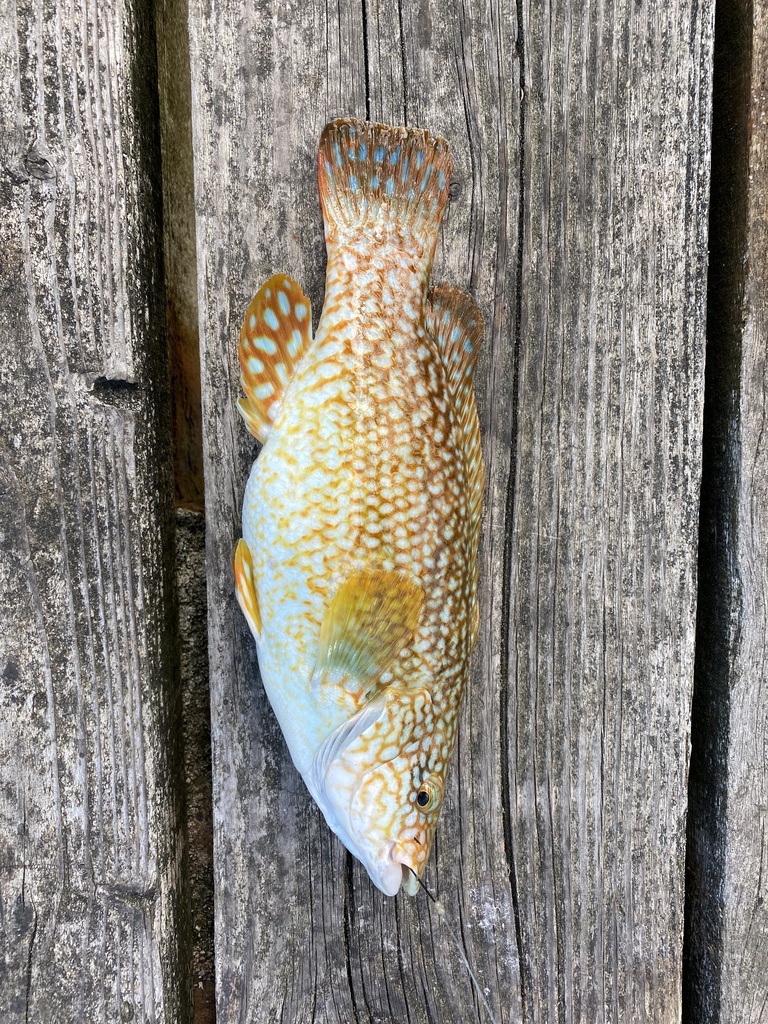 Ballan Wrasse