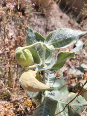 Asclepias californica