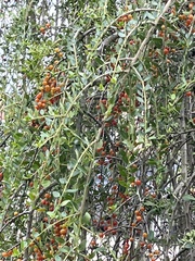 Ilex myrtifolia