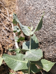 Asclepias californica