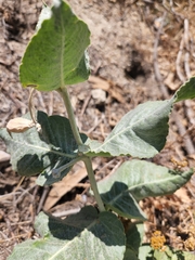 Asclepias californica
