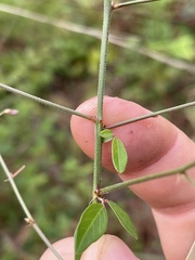 Desmodium laevigatum