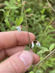 Desmodium laevigatum