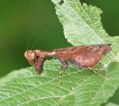 Raptrix