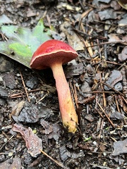 Chalciporus rubinellus