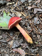 Chalciporus rubinellus