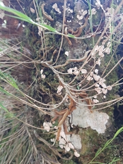 Isochilus aurantiacus